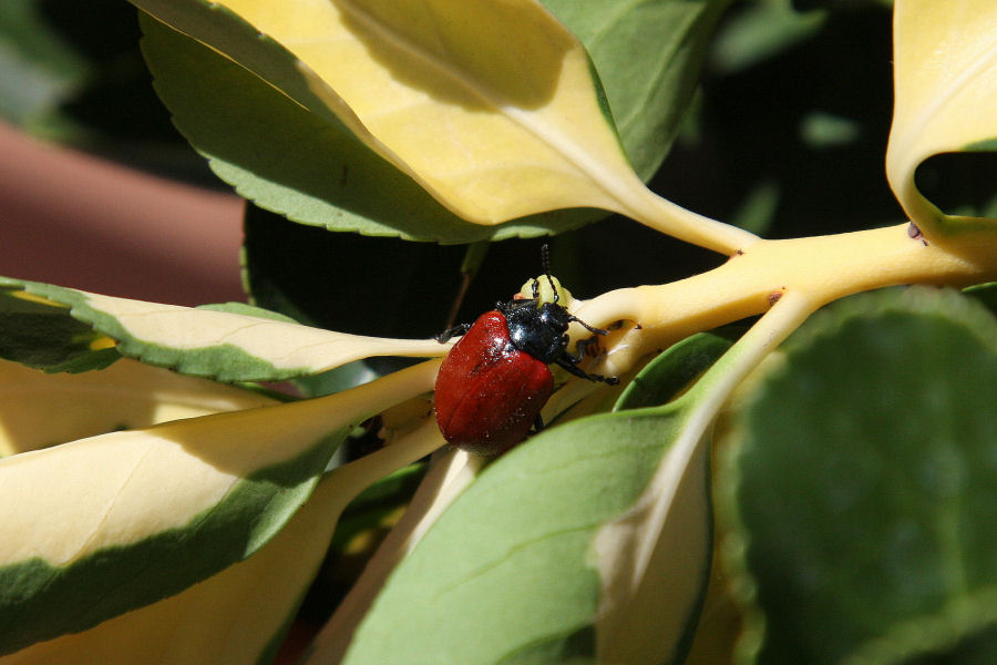 Conferma id Chrysomelidae: Chrysomela populi